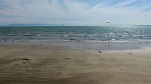 Seagulls flying on a deserted beach - Free Stock Video