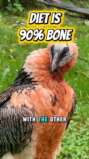 Safari Davis on Instagram: "This bird eats bones whole. The Bearded Vulture (Gypaetus barbatus), found in mountain ranges of Europe, Africa, and Asia, survives almost entirely on bone— 80% to 90% of its diet. Its stomach acid is so strong it can dissolve solid bone in under a day, making it one of nature’s most extreme scavengers. Tag a friend who’d never believe a bird could live on bones alone. #BeardedVulture #BirdsOfPrey #LivingDinosaurs"