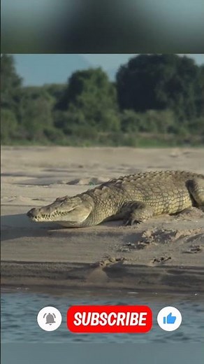 Amazing Animals You Didn't Know Existed