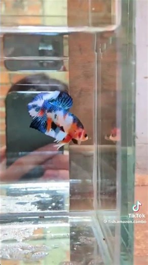 fish in aquarium video