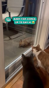 Cats Observe Curious Baby Fox | Furry Tails