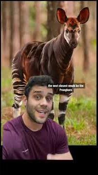 Giraffe DNA & Ancient Hybridization #giraffe #biology #evolution #hybrid #learning #science