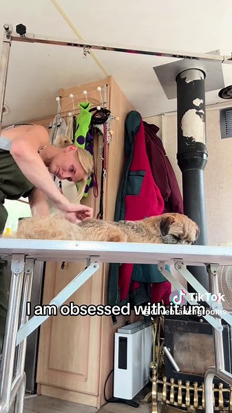 Olive branch dog groomers on TikTok