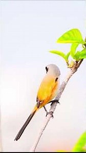 Why This Shrike’s Song Will Blow Your Mind!