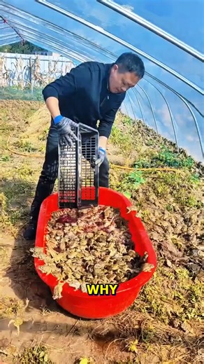 887K views · 1.8K reactions | The Secret Behind Oyster Harvesting #OysterHarvesting #FarmSecrets #Aquaculture | Deep Dive News | Facebook