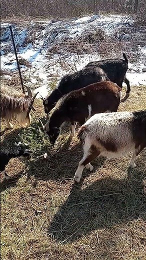 Natural dewormer for goats.