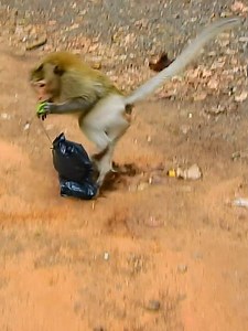 234K views · 2.5K reactions | Try not to laugh  Most funny monkey scare fake snake (video prank) #funnyvideos #funnyreels #funnymonkey #prank #prankvideo #monkey #funnyanimals #animals #reelsfypシ #reelsviralシ | Monkey Love99 | Facebook