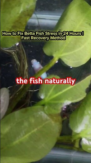 How to Fix Betta Fish Stress in 24 Hours | Fast Recovery Method