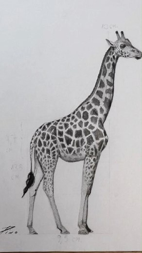 Cómo dibujar una jirafa paso a paso? Narrado Aprende a dibujar una jirafa paso a paso con este tutorial al detalle. Te enseñaré a crear el boceto, las luces, las sombras y un montón de detalles. Mis cursos de dibujo https://sirpino.com/ Link para ir a mi comunidad en DISCORD https://discord.gg/j95Z4a7w Instagram: https://instagram.com/sirpinodibujos?igshid=YmMyMTA2M2Y= Canal de YouTube Principal: https://youtube.com/c/SirPinoDibujos Canal de YouTube Secundario: https://youtube.com/channel/UC-kcO