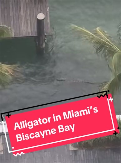 Alligator Sightings in Miami’s Biscayne Bay