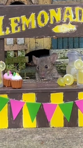 Little mouse and his lemonade stand | The Mouse family that live by the brambles