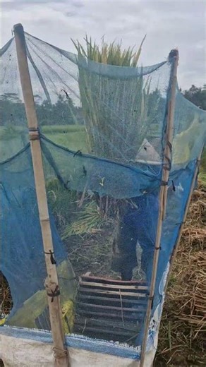 Threshing rice using simple tools -Agriculture farming #shorts