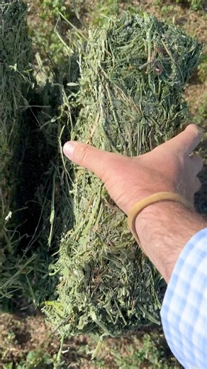 322K views · 2.4K reactions | Best Alfalfa in the world. Flakes are perfect. Bales Hay Sales | Bales Hay Sales | Facebook