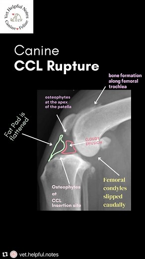 Veterinary Medicine on Instagram: "Super helpful graphic on CCL X-Rays by @vet.helpful.notes 🩻 Did you know, besides cranial drawer and tibial compression as parts of your ortho exam when diagnosing CCL the sit test is quick and easy and has a high positive-predictive value for partial, or full-thickness tears. Ask the pet to “sit” as squarely as possible. Because of pain ‼️on flexion of the affected stifle, the tarsus of the affected limb has a less acute angle than the unaffected limb. Refusa