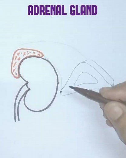 How to draw adrenal gland easily