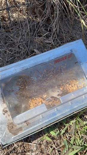 humane mouse 🐭 trap release by JT Eaton repeater