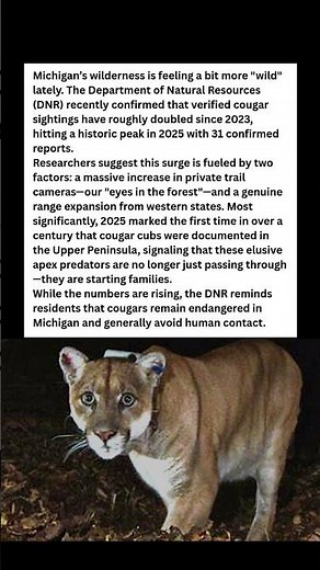 The Big Cats are BACK! 🐾 Michigan’s Cougar Surge! #wildlife #facts #shorts