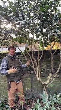 Pruning Camellias: From dense shrub to open tree.