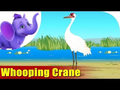 Whooping Crane | Song on birds | 4K | Appu Series
