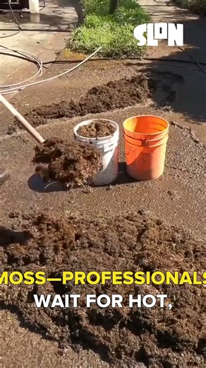 Dry Moss Power Washing: 10x Easier Removal Trick