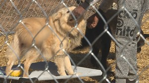 Nonprofit breaking chains, building fences for dogs
