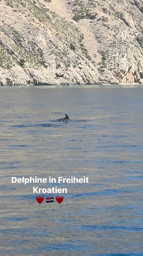 Delfine in Freiheit – Kroatien Vor der Küste Kroatiens gleiten Delfine durch das klare, türkisfarbene Wasser der Adria. In kleinen Gruppen tauchen sie auf, spielen in den Wellen der Boote und zeigen ihre neugierige, sanfte Art. Besonders rund um die Inseln Lošinj und Cres lassen sich die Meeressäuger häufig beobachten. Die unberührte Natur, ruhige Buchten und der weite Horizont bieten ihnen einen geschützten Lebensraum, in dem sie frei und ungestört leben können – ein eindrucksvolles Erlebnis fü