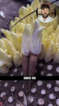 🌱 “अँधेरे में उगती है ये सब्ज़ी — लेकिन स्वाद है लाजवाब