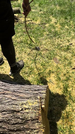 lopez_tree_service_24_7 on TikTok