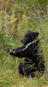 9.4K views · 2.6K reactions | Spring cub late in the season. Getting...