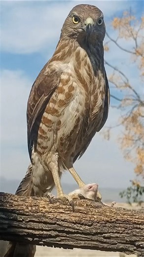 My hawk has caught a mouse | Mouse hunting | Rat hunting #eagle #pets #birds #hunting #reels #diy