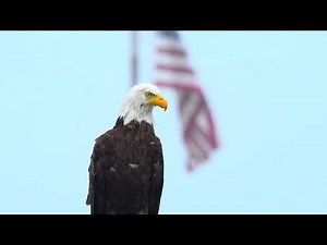 Bald Eagle | Star Spangled Banner
