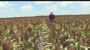 Rains came too late for most sorghum, cotton crops