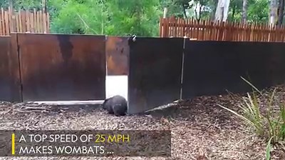 9.5K views · 70 reactions | Gem, the Wombat, was found injured and dehydrated but the zoo staff nursed her back to health and there's no stopping her now. | National Geographic UK | Facebook