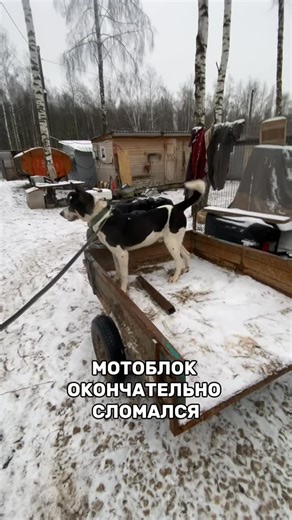 ДУША БРОДЯГИ ♡ ПРИЮТ ♡ СОБАКИ on Instagram: "Ребят, у нас беда 💔 Мотоблоки в приюте сломались окончательно 😭😭😭 Теперь приходится развозить кашу на тачках, что в разы затрудняет и замедляет процесс кормления… Ребята еле держатся… Представьте, как тяжело развозить 90-литровые тазы на тачках по огромной территории приюта 😔 Мотоблок станет лучшим подарком к праздникам 🥺 ‼️ Нужен новый мотоблок «Нева» MБ2-KC (GB225) По стоимости он 80 900 руб. 😣 📍Продается по адресу: г. Калуга, ул. Зерновая, 