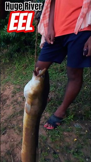 Ancient Fishing Technique Catches MONSTER Eel
