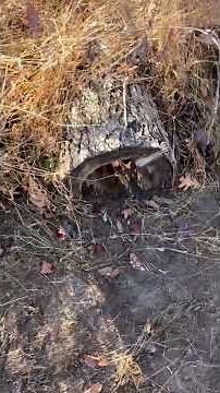 K9 #113 & #114 for the season and fisher season prep work. #trapping #coyotetrapping