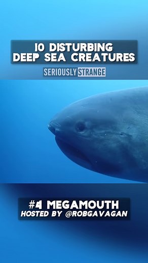 18K views · 751 reactions | The #megamouthshark is a #deepsea shark rarely seen by humans and is the smallest of the three extant filter-feeding sharks. #sharks #deepseacreatures #seriouslystrange | Rob Gavagan | Facebook