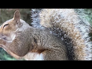 Squirrel Fun is live!