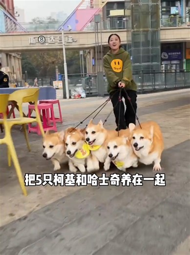 Cute Dog ASMR: The Perfect Relaxation for Pet Lovers