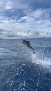 Ever seen a sailfish jump on command? 😎 🎣 Sea Breeze Fishing & Adventures #tamarindo #costarica #fishing #sailfish #fishingbooker | FishingBooker