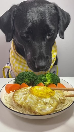 Adorable Dog Eating - Cute Doggy Mukbang Compilation