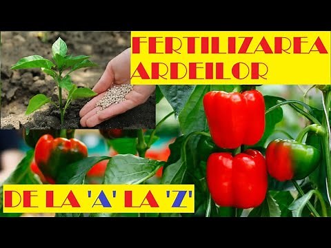 Fertilizing peppers from seedling to harvest.🌶🌶🌶