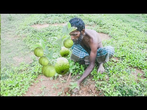 Guava Plants – How To Grow And Care For Guava Fruit Trees – 10 Minute Videos