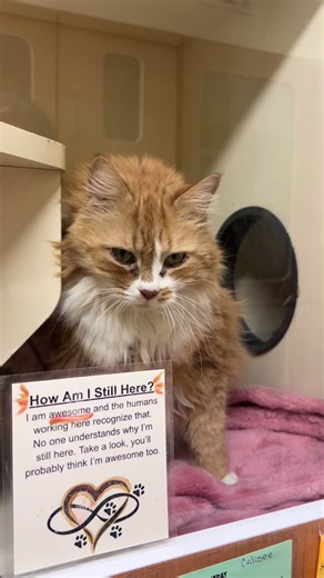 How Am I Still Here? I am awesome and the humans working here recognize that. No one understands why I'm still here. Take a look, you'll probably think I'm awesome too. #fyp #cat #shelter #yurionice #xd