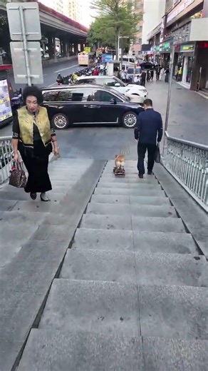 OO turn...Coke is showing off a bit today...dogs skateboarding, corgis, animals become spirits