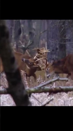 Deer Hunting Guide 2026 | Rules, Tips, Gear & Best Practices