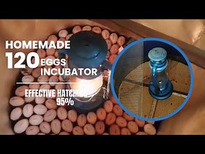 120 KEROSENE LAMP INCUBATOR, Easy To Make At Home