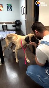 62M views · 2.1M reactions | This dog knew she’d be OK the second she met her new dad…and her transformation proved she was right ♥️ | The Dodo | Facebook