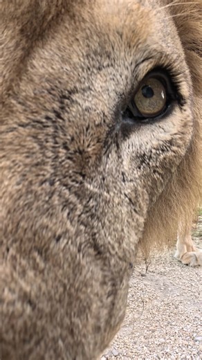 Exploring the Savanna with Kwame and Jabari