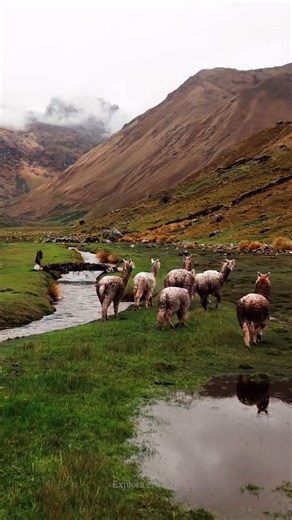 Adventure Awaits in Peru! 🇵🇪 Step off the beaten path and into a world of breathtaking landscapes, vibrant culture, and unforgettable moments. 🌄🎒✨ Traveling with us isn’t just a getaway — it’s the adventure of a lifetime. ❤️🌍 Tag that one travel buddy who needs to explore Peru with you! 👇🏽✈️ | Explora el Perú